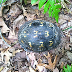 Box Turtle