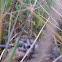 Gallinago - Snipe