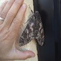Giant Sphinx Moth