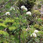 Bog Labrador Tea