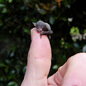 Little Forest Bat