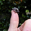 Little Forest Bat