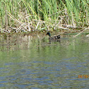 Mallard Duck