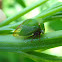 Buffalo Treehopper
