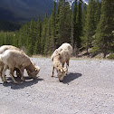 Big Horn Sheep