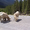 Big Horn Sheep