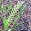 Yarrow