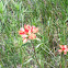 Indian paintbrush