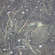 Atlantic Blue Crab