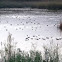 Cuchara común o pato cucharo
