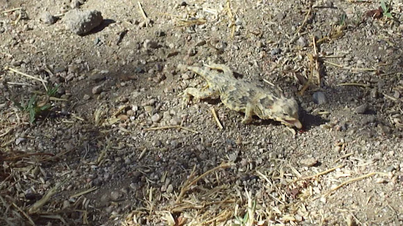 Spotting Image 1