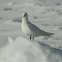 Ivory Gull