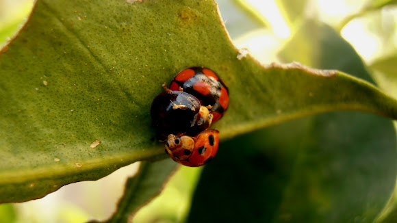 Spotting Image 1