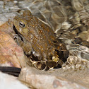 Arabian toad