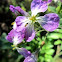 Wild Radish
