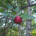 Apple tree