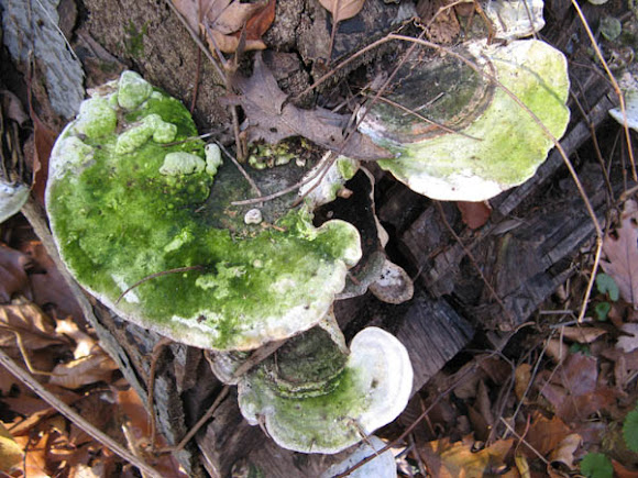 Spotting Image 1