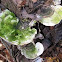 White Maze Polypore