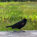 Red winged blackbird