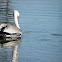 pelican