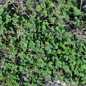 clover