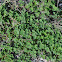 clover