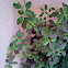 Tulsi