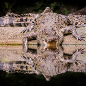Crocodile