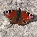 Peacock Butterfly