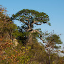 Baobab