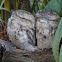 Tawny Frogmouth