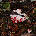 Bleeding Tooth Fungus