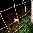 Four-lined Tree Frog