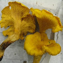 chanterelle