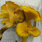 chanterelle