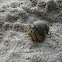Hermit Crab