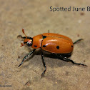 Grapevine Beetle