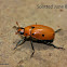 Grapevine Beetle
