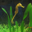 seahorse