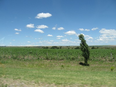 Horizonte puntano