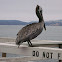 Pelican 
