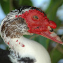 Muscovy Duck