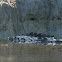 American crocodile
