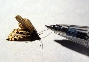 [154265_moth_meets_pen[8].jpg]