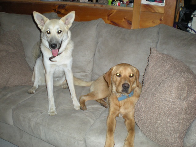 [obo and molly 027[2].jpg]