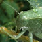 Katydid
