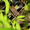Southern leopard frog