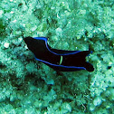Philinopsis sp.