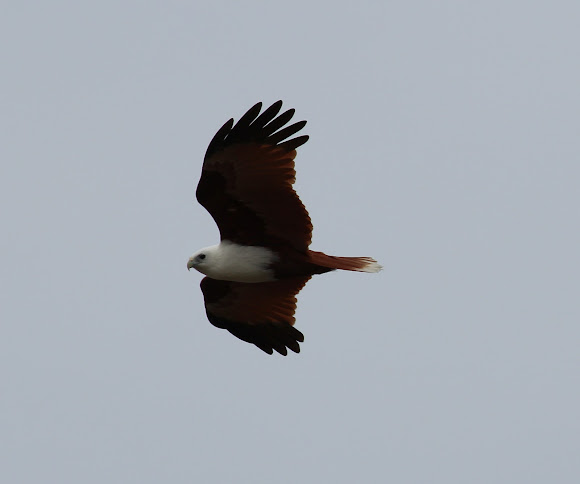 Spotting Image 1