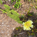 Prickly pear cactus